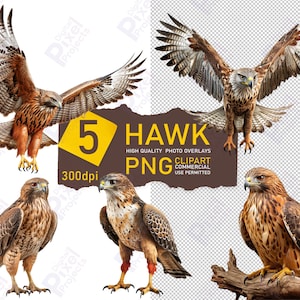 May include: Five high-quality digital images of a hawk with brown and white feathers. The hawk is shown in different poses, including flying, perched on a branch, and looking directly at the camera. The images are 300 dpi and are suitable for commercial use.