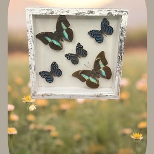 Schmetterlings-Collage mit gut erhaltenen Schmetterlingen, echte Schmetterlingskunst mit schönen Schmetterlingen, tolles Geschenk oder Wohnkultur