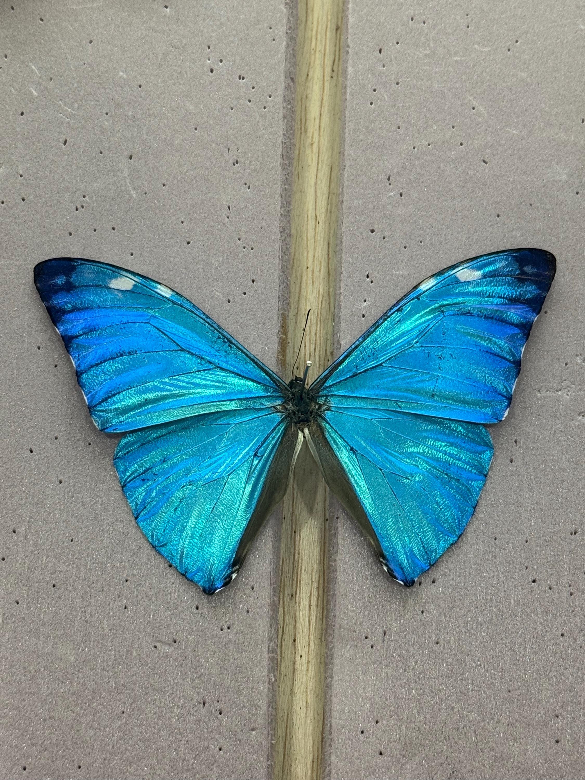 Real Rainbow Butterfly Collection - Etsy