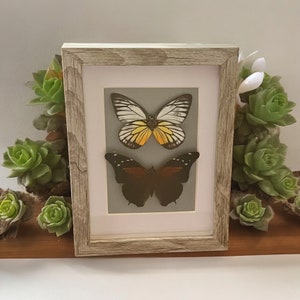 Schöner Sägezahn Schmetterling und BrushFoot Schmetterling, Hand gerahmt und sehr gut erhalten, tolles Geschenk oder Home Decor