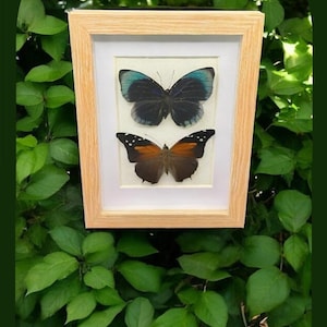 Wunderschöne Schmetterlinge, Hand gerahmt und sehr gut erhalten, tolles Geschenk für einen geliebten Menschen!