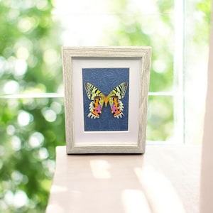 Farmed Real Preserved Butterflies, Stunning Sunset Moth, A Lovely Home Decor Frame, Butterflies for Small Gift for Loved Ones