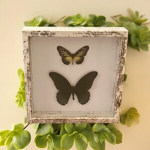 Schmetterlings-Collage mit gut erhaltenen Schmetterlingen, echte Schmetterlingskunst mit einem schönen Schwalbenschwanz, tolles Geschenk oder Wohnkultur