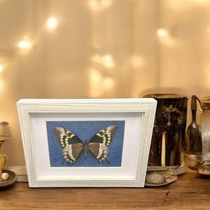 Wunderschöne echte Schmetterlinge, Hand gerahmt und sehr gut erhalten, tolles Geschenk oder Wohnkultur für geliebte Menschen