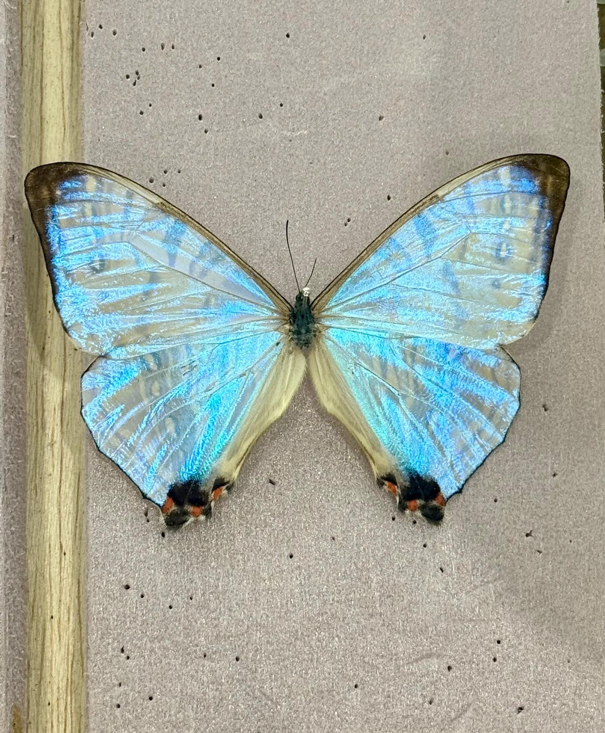 Morpho Butterfly Unmounted - Etsy