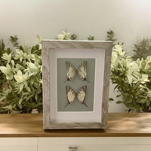 Wunderschöne handgerahmte Schwertschwanz Schmetterlinge, persönlich gezüchtete Schmetterlinge, gut erhalten im Bilderrahmen, tolles Geschenk