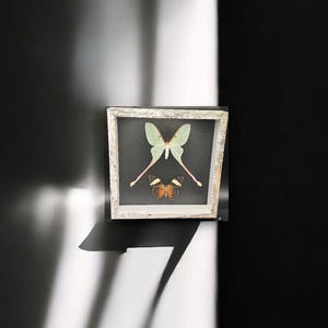 Schmetterlings-Collage mit gut erhaltenen Schmetterlingen, echte Schmetterlingskunst mit schönen Schmetterlingen, tolles Geschenk oder Wohnkultur