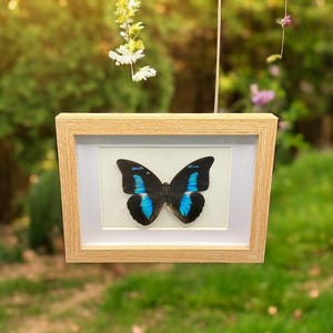 Schöne echte Schmetterlinge, Hand gerahmt und sehr gut erhalten, tolles Geschenk oder Home Decor