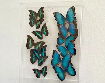 May include: A framed display of butterflies with blue and green wings. The butterflies are arranged in two columns, with the blue butterflies on the right and the green butterflies on the left.