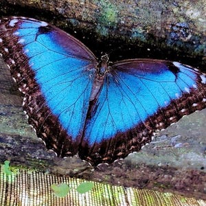 May include: A vibrant blue butterfly with black and brown edges, its wings spread wide. The butterfly rests on a textured, dark surface, showcasing its intricate patterns and colors. The image captures the beauty of nature.