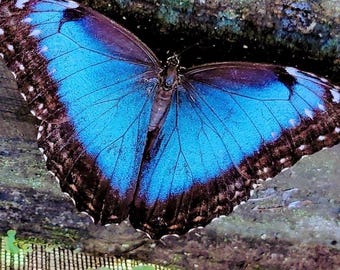 Morpho Cypris Peru (PE) - BIG Unmounted Tropical Specimen