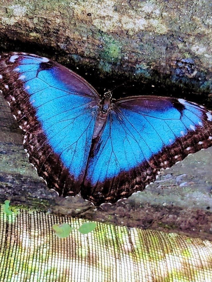 Morpho Absoloni - Etsy