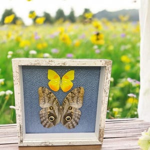 Schmetterlings-Collage mit gut erhaltenen Schmetterlingen, echte Schmetterlingskunst mit wunderschönen Schmetterlingen, tolles Geschenk oder Wohnkultur