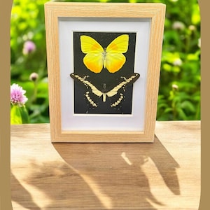 Schöne echte Schmetterlinge, von Hand gerahmt und sehr gut erhalten, tolles Geschenk für Geliebte oder Wohnkultur