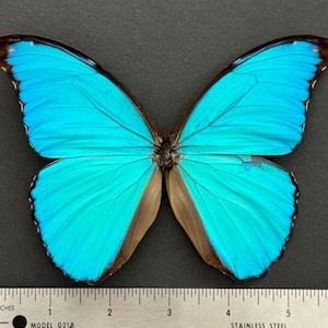 May include: A butterfly specimen with vibrant turquoise wings and brown accents, displayed against a dark background. A stainless steel ruler with inch measurements is at the bottom of the image.