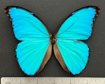 1 A-1 Charaxes Etheocles Cameroon Real Butterfly - Etsy