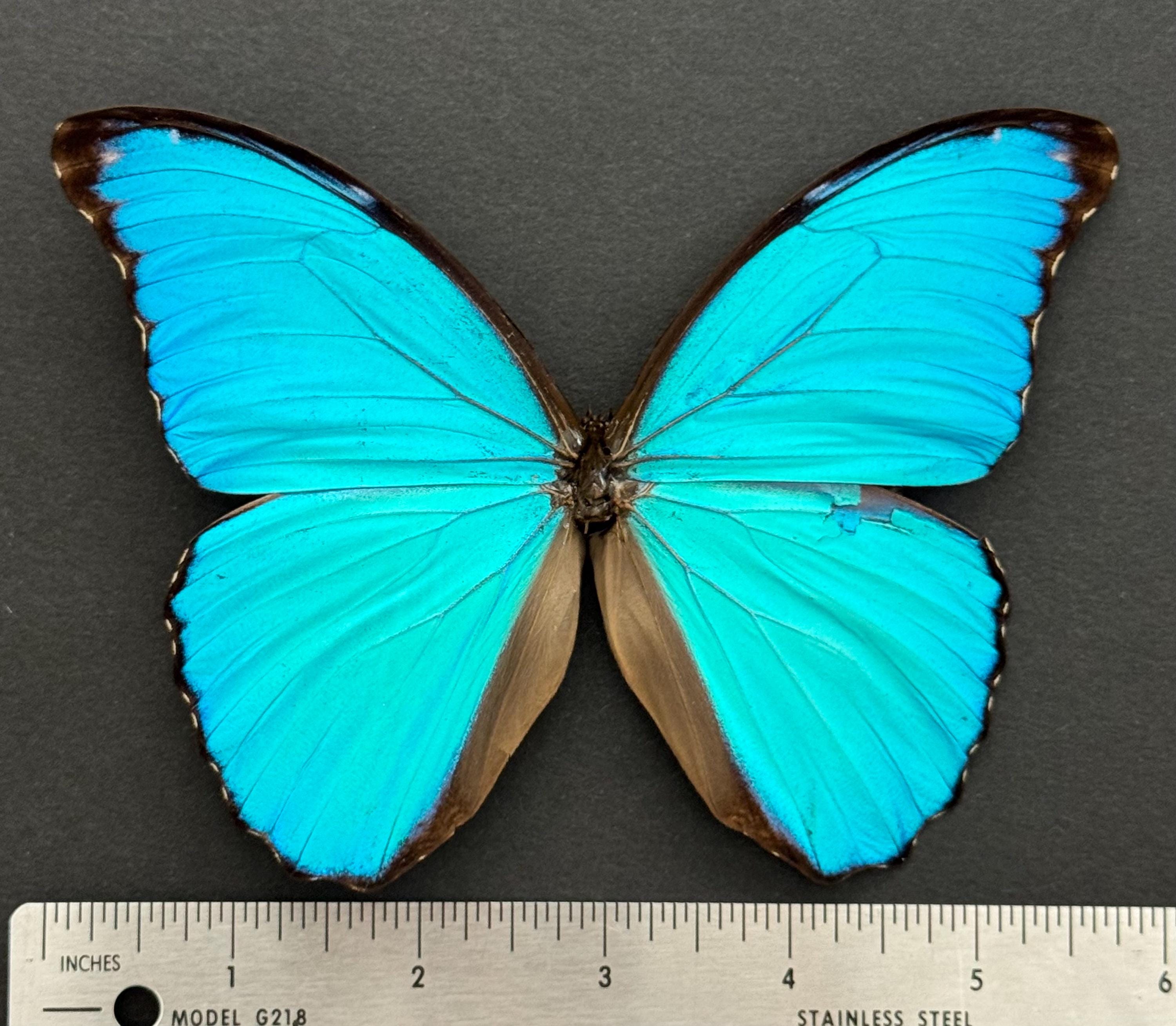 Morpho様 Real Blue Morpho Butterfly Specimen - Spread Wing Display