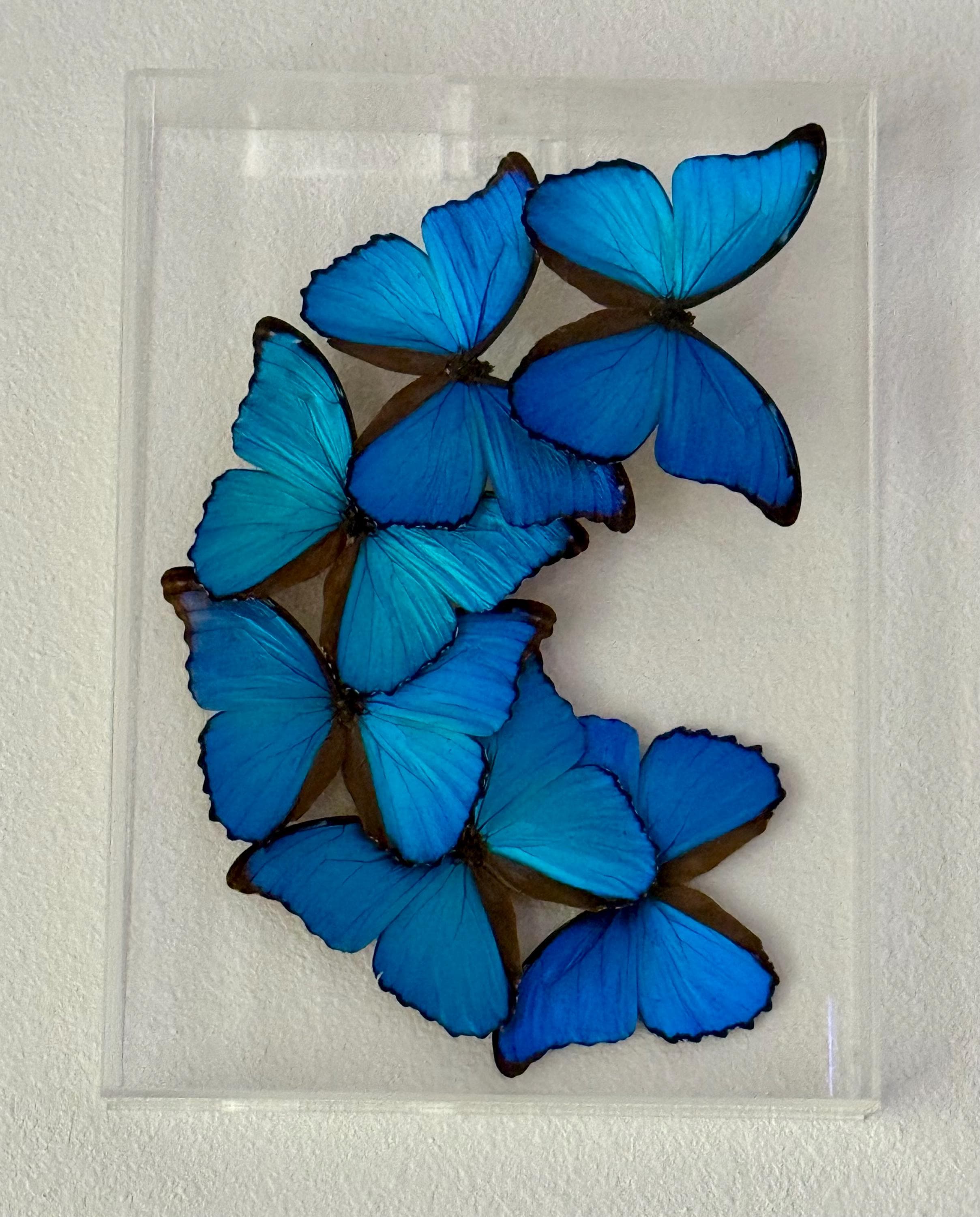 Morpho Butterfly Display - Etsy Morpho Butterfly Display - Etsy