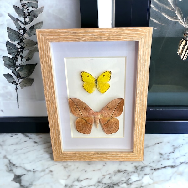 Yellow Sulpher and Moth, Gifts and Home Decor with Belize Butterfly, Butterfly Wall Decor with Well Preserved Butterfly and Moth