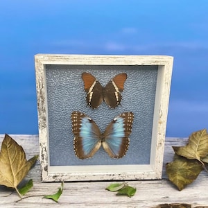 Schmetterlings-Collage mit gut erhaltenen Schmetterlingen, echte Schmetterlingskunst mit schönen Schmetterlingen, tolles Geschenk oder Wohnkultur