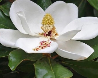 Southern Magnolia Tree Seed Pods
