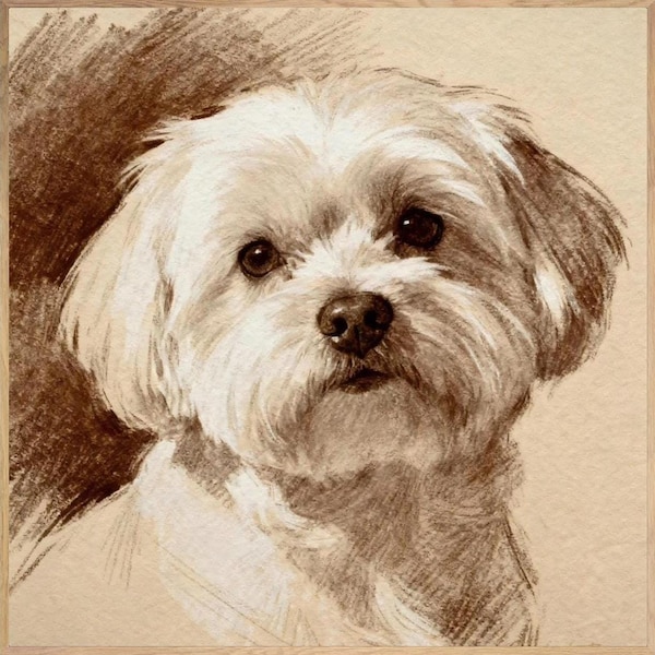 Maltese Dog Art Print, Charcoal Drawing Portrait on Canvas or Paper