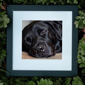 May include: A square black picture frame containing a print of a sleeping black Labrador retriever. The dog has its eyes closed and is resting on a tan surface. The frame features a white mat border surrounding the central animal portrait.