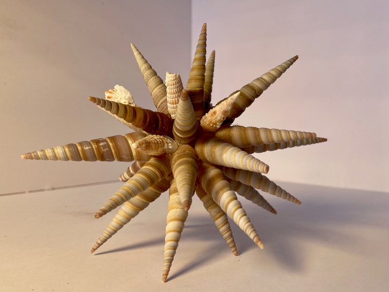 Seashell Decoration 6