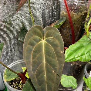 Anthurium Doc Block F2 X Tezula Red Crystal Seed Grown