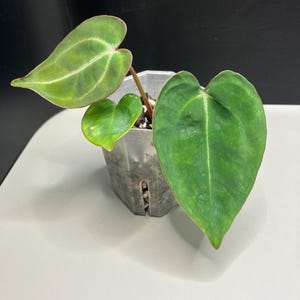 Clarinervium King - Etsy