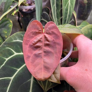 Anthurium Kos X Red Crystallinum - Etsy