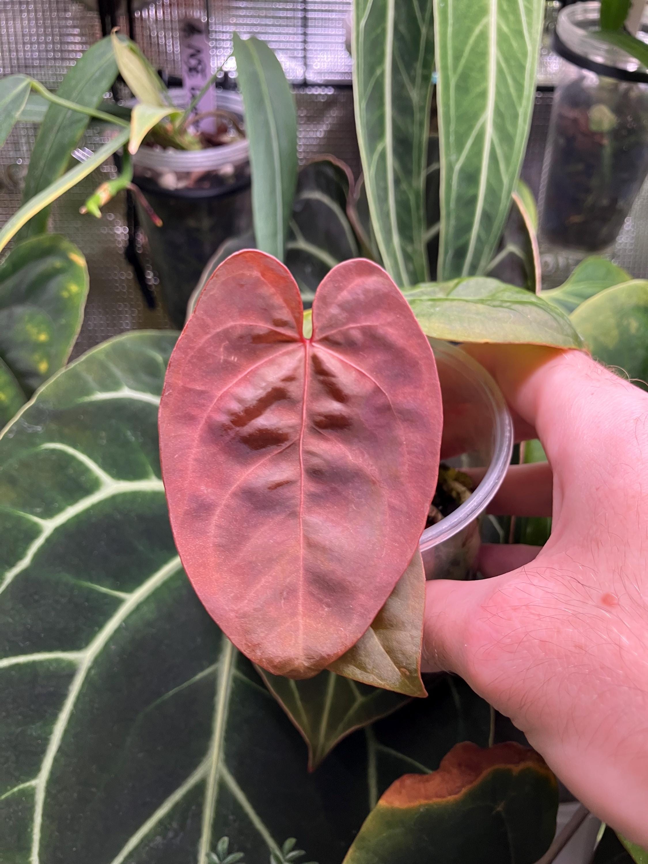 Anthurium Kos Hu - Etsy