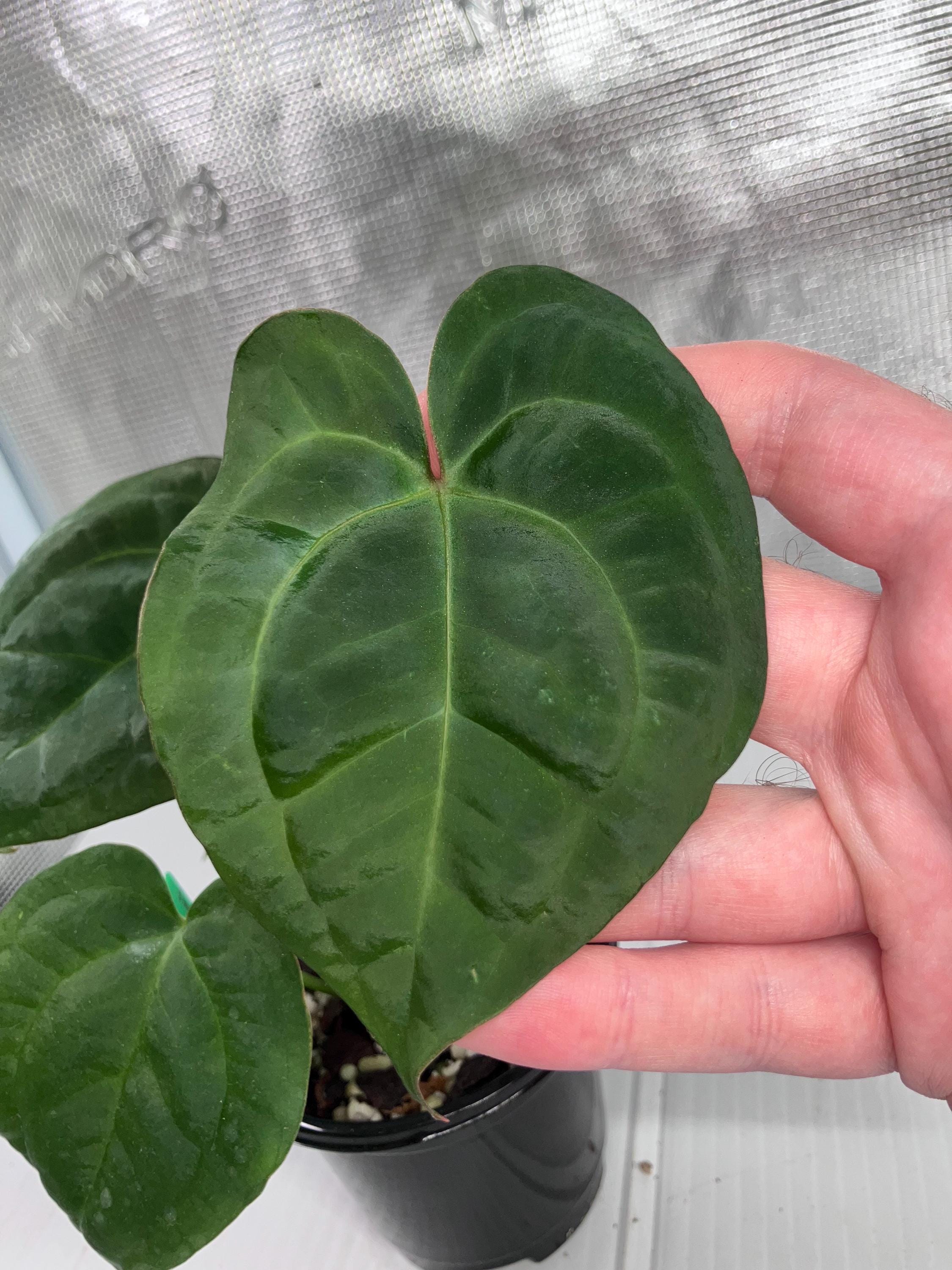 そ*う様 アンスリウムDoc Block X Tezula redcrystal Anthurium Doc Block F2 X Tezula Red Crystal Seed Grown