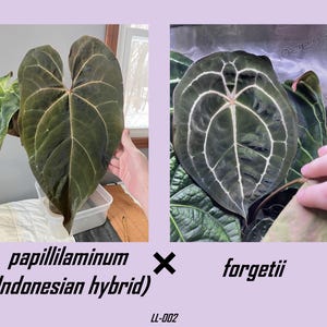 May include: Two images of Anthurium plants. The left image shows a large, dark green leaf with prominent light-colored veins. The right image displays a similar leaf with a lighter vein pattern. Text at the bottom reads "papillilaminum (Indonesian hybrid) x forgetii" and "LL-002".