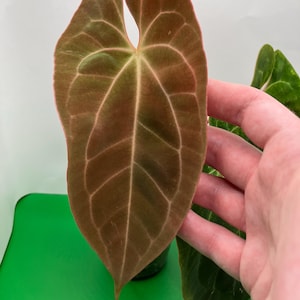 Anthurium Crystallinum X Besseae - Etsy