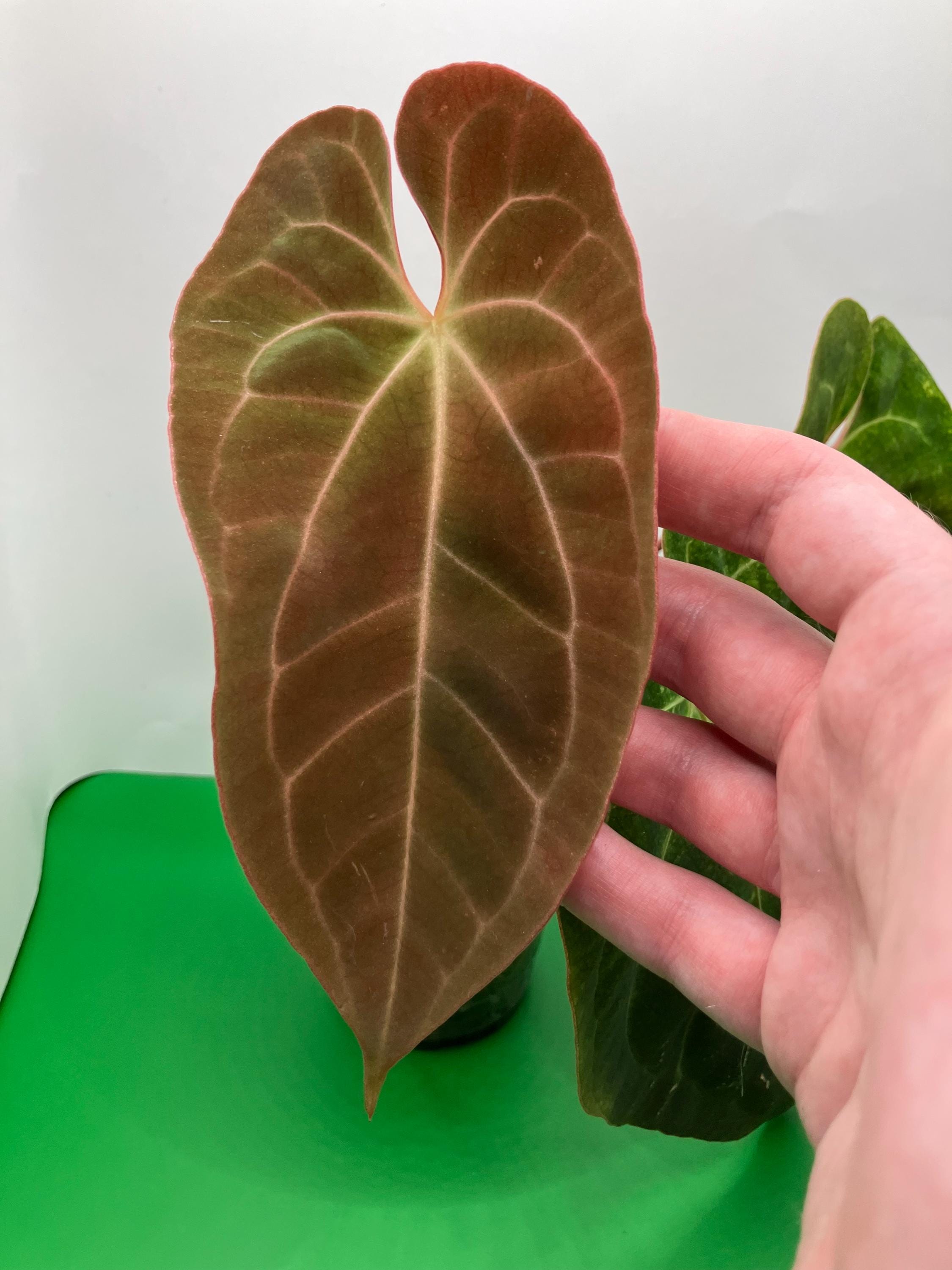 bonsai goji Lycium #5