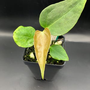 Anthurium Forgetii X Clarinervium - Etsy