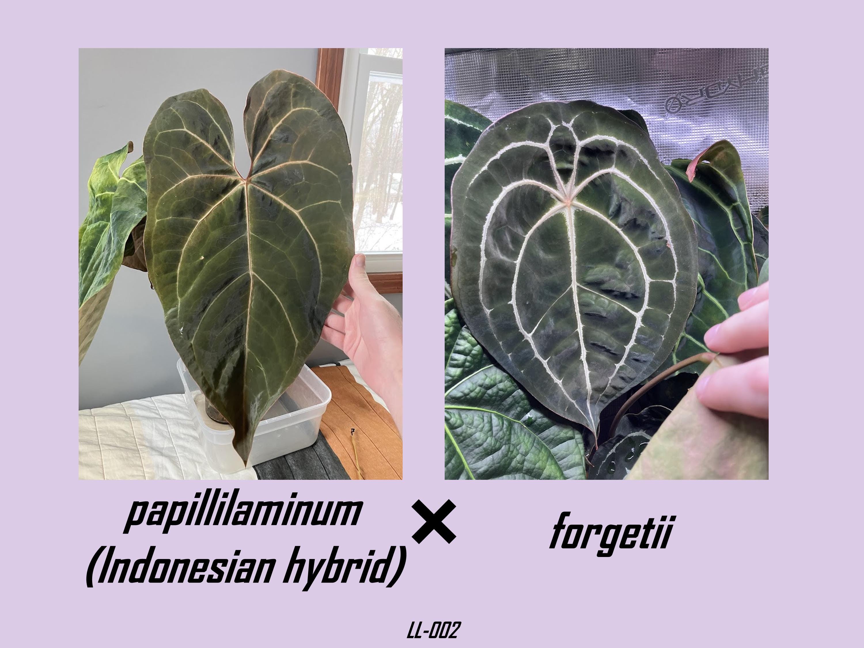 Anthurium Michelle X Michelle - Etsy