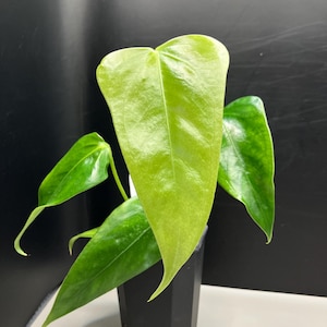 Subsignatum Anthurium - Etsy