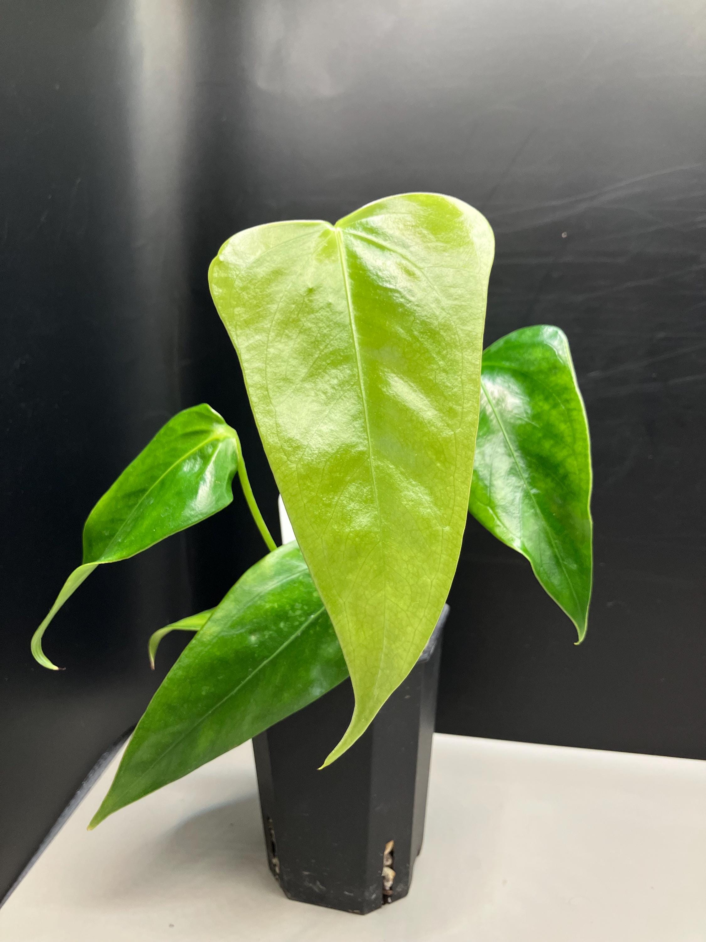 Anthurium Subsignatum - Etsy