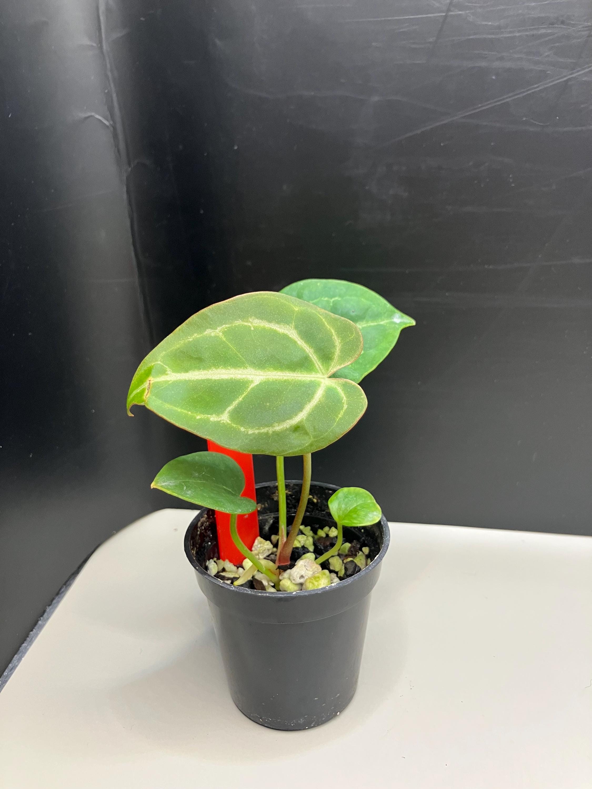 Anthurium King of Spades X Red Crystallinum - Etsy