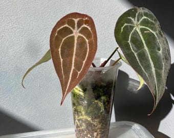 Anthurium Forgetii X Carlablackiae - Exact Plant - Etsy