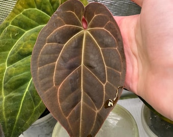 Anthurium AOS DF X RVDP (tezula Ace of Spades X Red Vein Dark