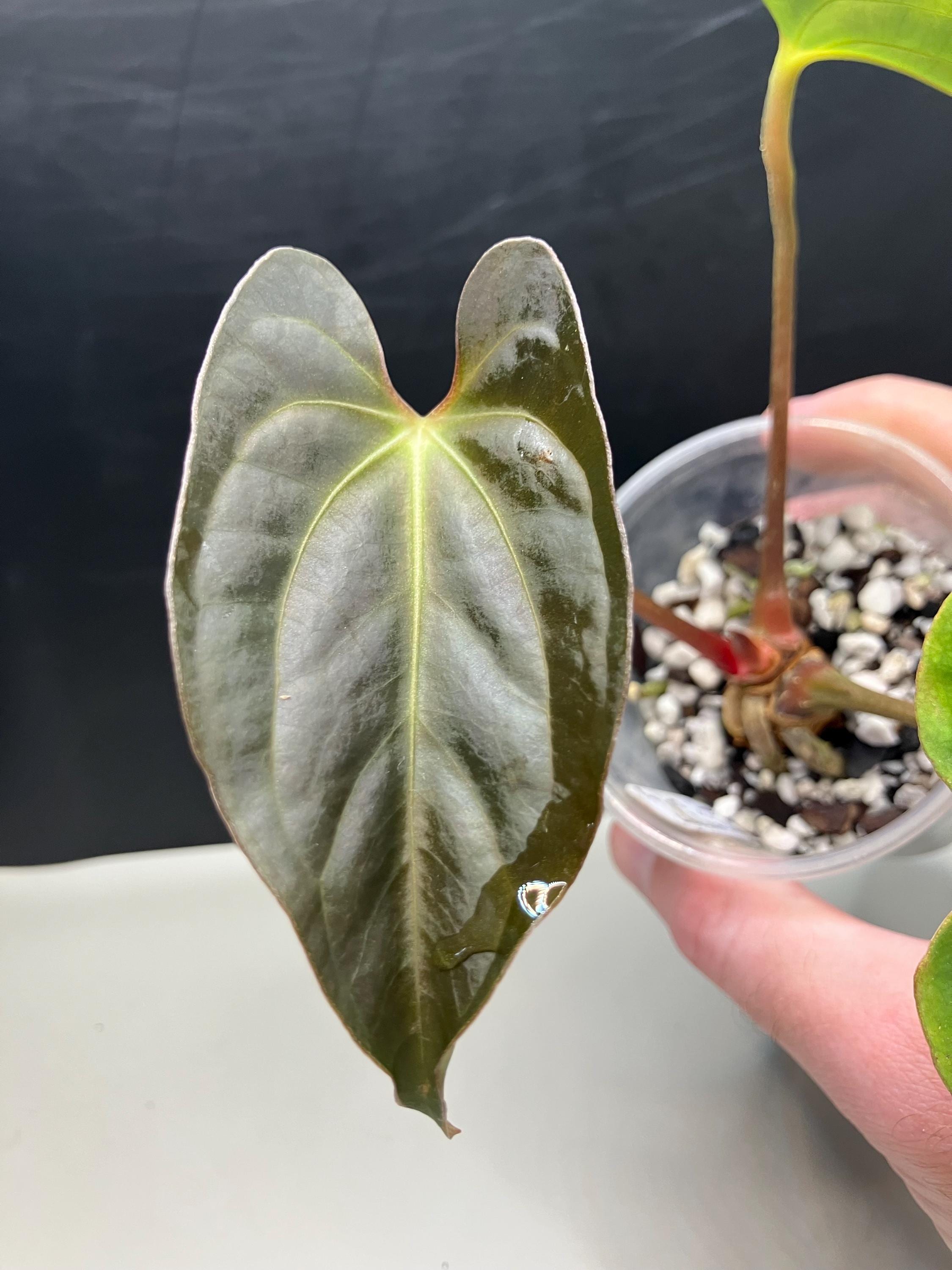 Anthurium Papillilaminum Blue - Etsy