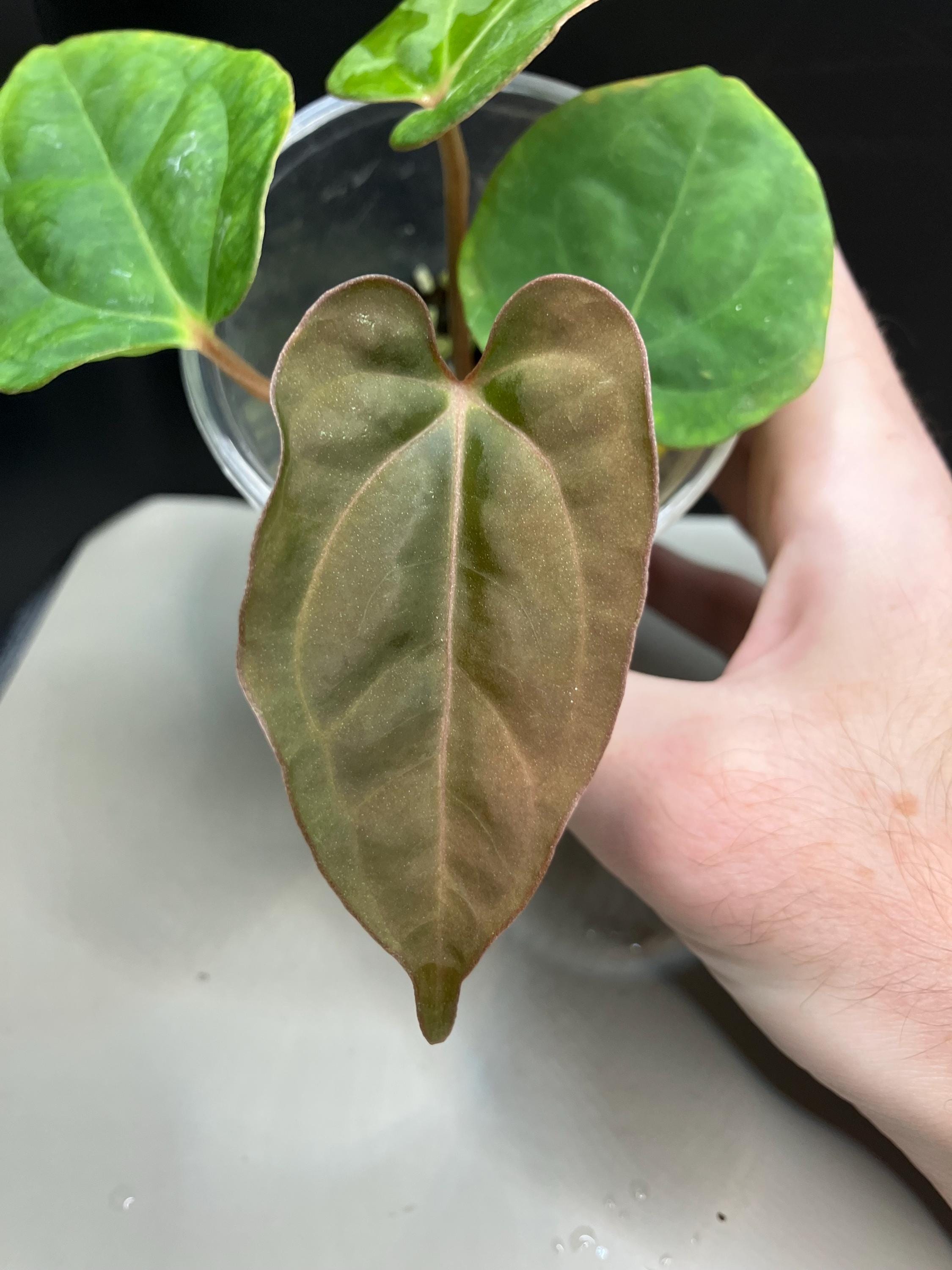 Anthurium Kos Hu - Etsy
