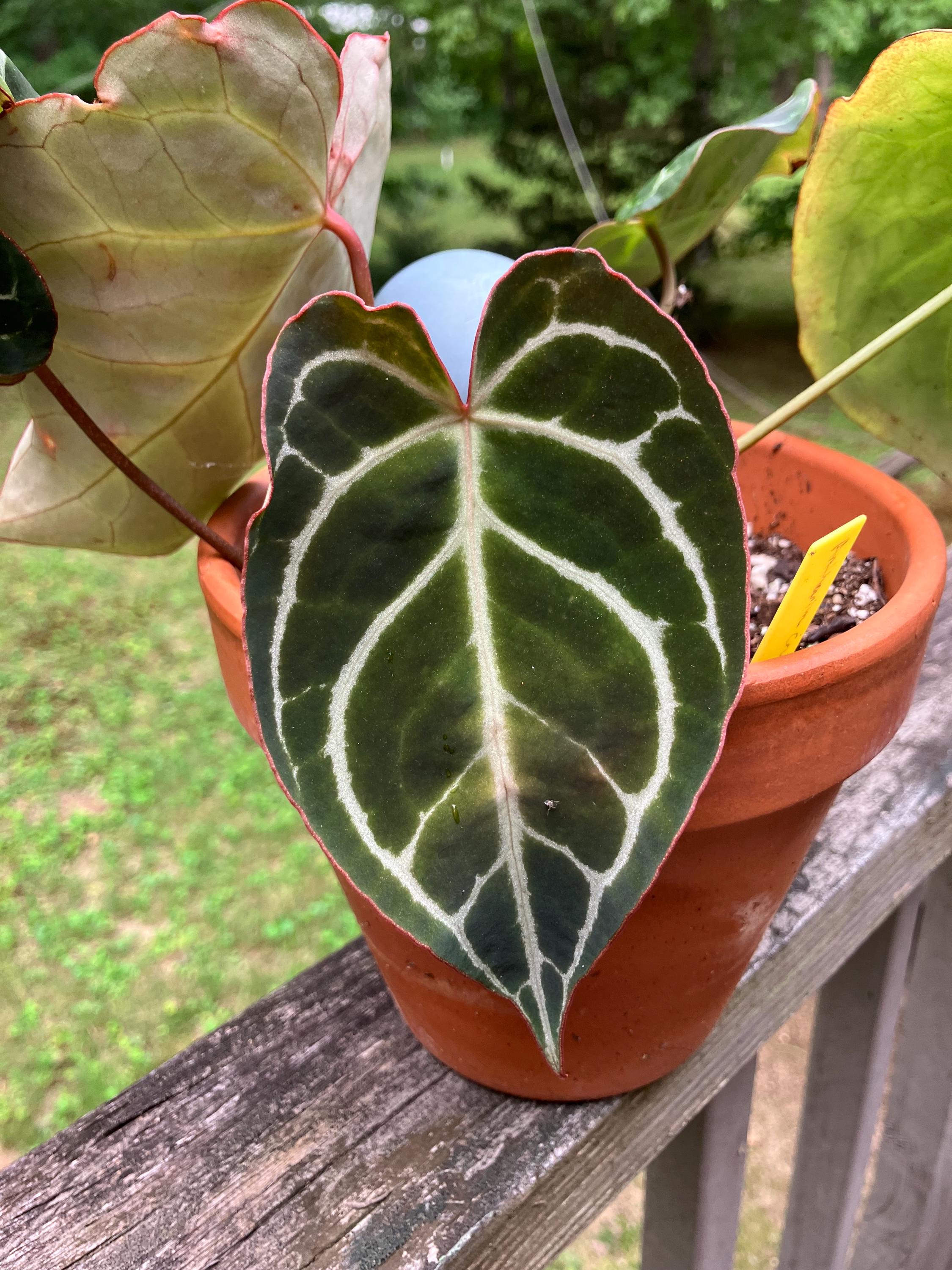 Anthurium Red Crystallinum Hybrid - Etsy