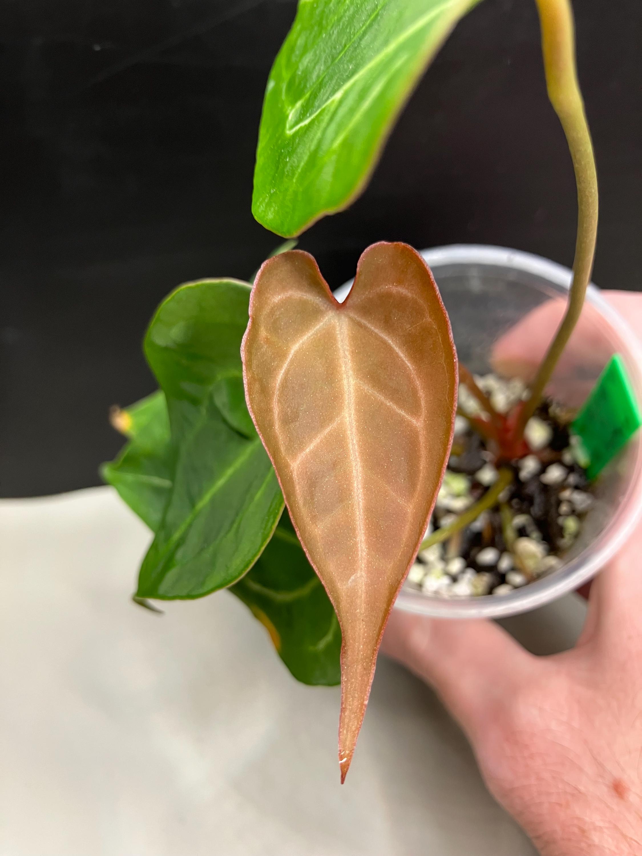 Anthurium Zara - Etsy