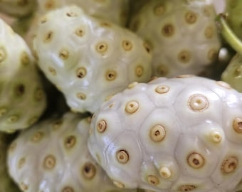 Dehydrated Noni pieces
