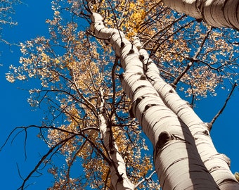 Colorado Herbst