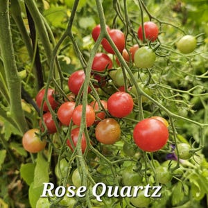 May include: A close-up of a tomato plant with clusters of red and green cherry tomatoes. The text "Rose Quartz" is written in white script at the bottom of the image. The tomatoes are in various stages of ripeness.